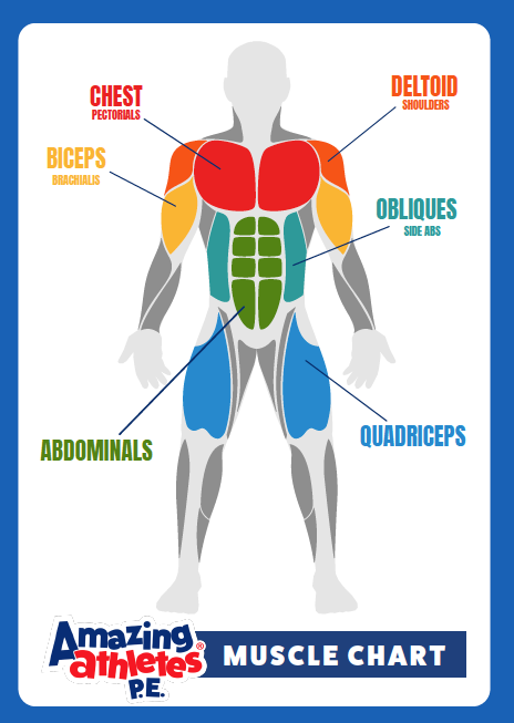 AA Flash Cards - Muscle Groups (P.E.)