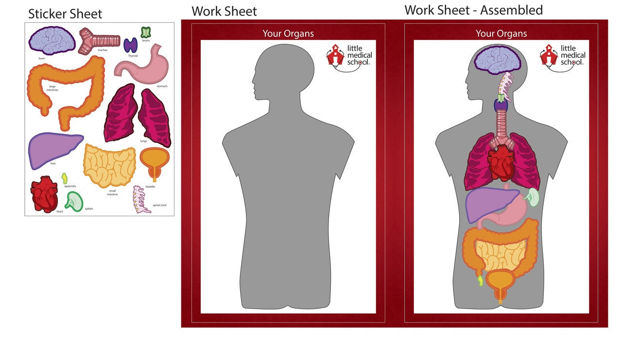 LMS Human Body Stickers - Pack of 12
