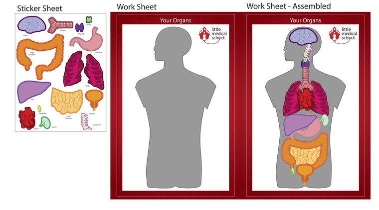 LMS Human Body Stickers - Pack of 12 – Youth Athletes United
